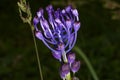 Muscari comosum or stork garlic.