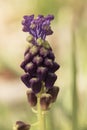 Muscari comosum tassel grape hyacinth delicate plant with purple flowers like little globes in the shape of electric blue