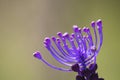 Muscari comosum, tassel hyacinth violet flower in a soft background Royalty Free Stock Photo