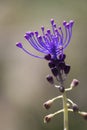 Muscari comosum, tassel hyacinth violet flower in a soft background Royalty Free Stock Photo