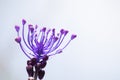 Muscari comosum, tassel hyacinth violet flower in a soft background Royalty Free Stock Photo