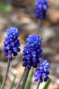 Muscari flower. Royalty Free Stock Photo