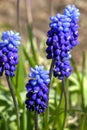 Muscari flower. Royalty Free Stock Photo