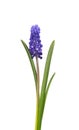 Muscari flower isolated on white background. Grape Hyacinth. Beautiful spring flowers. Royalty Free Stock Photo