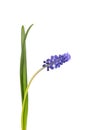 Muscari flower isolated on white background. Grape Hyacinth. Beautiful spring flowers. Royalty Free Stock Photo