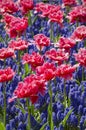 Muscari Flower and Tulip Background