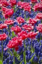 Muscari Flower and Tulip Background Royalty Free Stock Photo