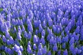 Muscari flowers, Muscari armeniacum. Summer, morning