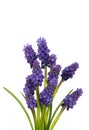 Muscari flowers blue grape hyacinth isolated