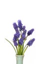 Muscari flowers blue grape hyacinth isolated Royalty Free Stock Photo