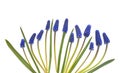 Muscari flowers blue grape hyacinth isolated on white background Royalty Free Stock Photo