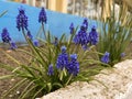 muscari flowers on a flower bed in spring in April Royalty Free Stock Photo