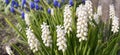 muscari flowers on a flower bed in spring in April Royalty Free Stock Photo