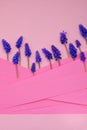 muscari flowers flower card. Grape Hyacinth, Muscari armeniacum.Purple muscari in striped background. Floral pattern Royalty Free Stock Photo