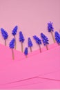 muscari flowers flower card. Grape Hyacinth, Muscari armeniacum.Purple muscari in striped geometric background. Floral Royalty Free Stock Photo