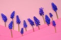 muscari flowers flower card. Grape Hyacinth, Muscari armeniacum.Purple muscari in striped geometric background. Floral Royalty Free Stock Photo