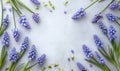 Muscari flowers frame on light background with copyspace for your text