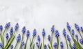 Muscari flowers frame on light background with copyspace for your text