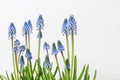 Muscari flowers (grape hyacinth) isolated on white background Royalty Free Stock Photo