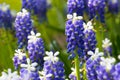 Muscari flowers Royalty Free Stock Photo