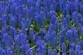 Muscari flowers Royalty Free Stock Photo