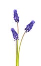 Muscari flowers isolated on white background. Grape Hyacinth. Beautiful spring flowers. Royalty Free Stock Photo