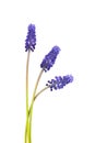 Muscari flowers isolated on white background. Grape Hyacinth. Beautiful spring flowers. Royalty Free Stock Photo