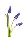 Muscari flowers isolated on white background. Grape Hyacinth. Beautiful spring flowers. Royalty Free Stock Photo