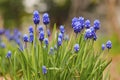 Muscari flowers, mouse hyacinth, viper bow on a blurred background. Small blue flowers and green stems