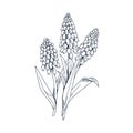 Muscari flowers, retro drawing. Grape hyacinth drawn in vintage detailed style. Engraved contoured floral plant. Old