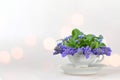 Muscari flowers in the vintage cup Royalty Free Stock Photo