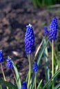 Muscari is a genus of perennial bulbous plants native to Eurasia Royalty Free Stock Photo