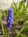 Muscari is a genus of perennial bulbous plants native to Eurasia Royalty Free Stock Photo