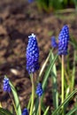 Muscari is a genus of perennial bulbous plants Royalty Free Stock Photo