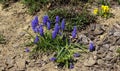 Muscari is a genus of perennial bulbous plants native to Eurasia that produce spikes of dense, most commonly blue, urn-shaped Royalty Free Stock Photo