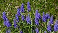 Muscari is a genus of perennial bulbous plants native to Eurasia that produce spikes of dense, most commonly blue, urn-shaped Royalty Free Stock Photo