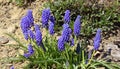 Muscari is a genus of perennial bulbous plants native to Eurasia Royalty Free Stock Photo