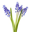 Muscari grape