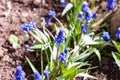 Muscari grape hyacinth blue flowers close up macro photo on nature ground background. Spring concept Royalty Free Stock Photo