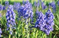 Muscari, Grape Hyacinth blue flowers on sunny spring day Royalty Free Stock Photo