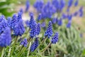 Muscari grape hyacinth bluebell flower in spring garden Royalty Free Stock Photo