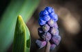 Muscari - Grape Hyacinth - Budding Royalty Free Stock Photo