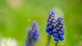Muscari. grape hyacinth. Close up of bluebells with natural green background
