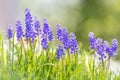 Muscari - grape hyacinth flower, group of flowers in meadow