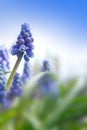 Muscari grape hyacinth flowers garden