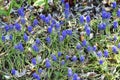 The Muscari ( Grape hyacinth ) flowers.