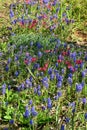 The Muscari ( Grape hyacinth ) flowers.