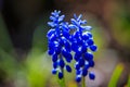 Muscari - grape hyacinth flowers with water drops in a close up