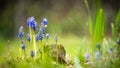 Muscari. Grape hyacinth with natural green background. Bluebells