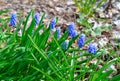 Muscari or grape hyacinth plant with flowers